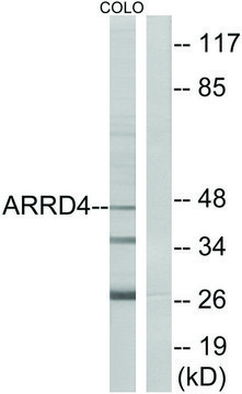 Anti-ARRD4 antibody produced in rabbit