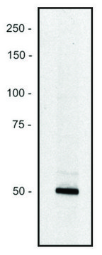 Monoclonal Anti-PCLO antibody produced in