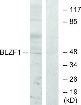 Anti-BLZF1 antibody produced in rabbit