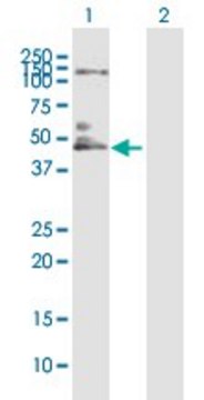 Anti-IL10RB antibody produced in mouse