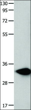 Anti-FOXS1 antibody produced in rabbit