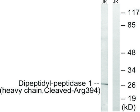 Anti-Dipeptidyl-peptidase 1 (heavy chain, Cleaved-Arg³??)