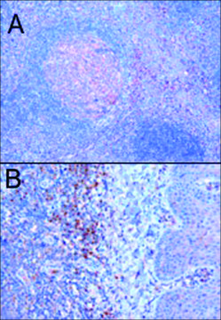Anti-TRIM5/RNF88 antibody produced in goat
