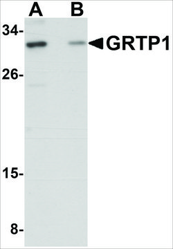 Anti-GRTP1 (ab2) antibody produced in