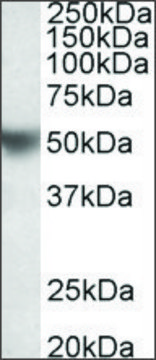 Anti-APOH antibody produced in goat