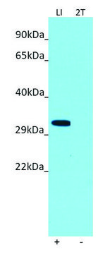 Anti-FFAR2 (C-terminal) antibody produced in