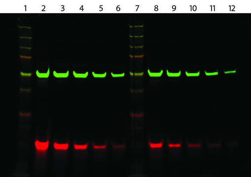 Anti-Rat IgG (H+L), highly cross-adsorbed,