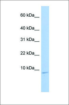 Anti-HSBP1 antibody produced in rabbit