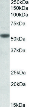 Anti-CHRNA5 antibody produced in goat
