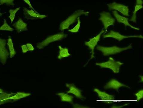 Monoclonal Anti-ZNF287 antibody produced in