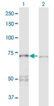 Anti-PPP2R1A antibody produced in rabbit