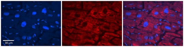 Anti-SLC33A1 antibody produced in rabbit