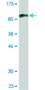 Monoclonal Anti-RARS antibody produced in