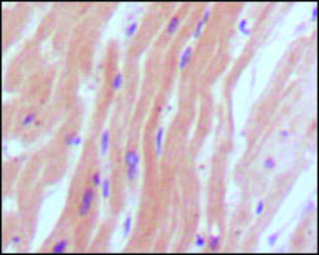 Monoclonal Anti-NPPB antibody produced in