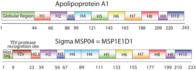 Membrane Scaffold Protein 1E1D1