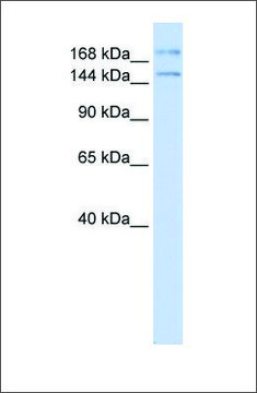 Anti-IFT140 antibody produced in rabbit