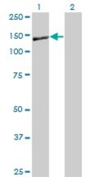 Monoclonal Anti-NID1 antibody produced in