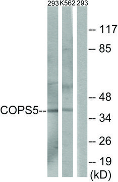 Anti-COPS5 antibody produced in rabbit