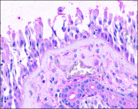 Anti-OR2A4 antibody produced in rabbit