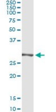 Monoclonal Anti-TRIM72, (C-terminal) antibody produced