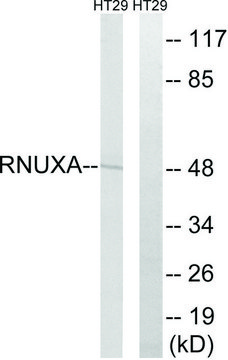 Anti-RNUXA antibody produced in rabbit