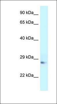Anti-APOA1 antibody produced in rabbit