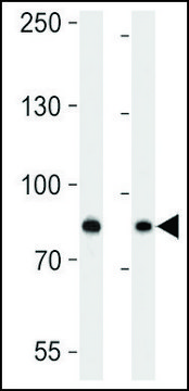 ANTI-USP51 (CENTER) antibody produced in