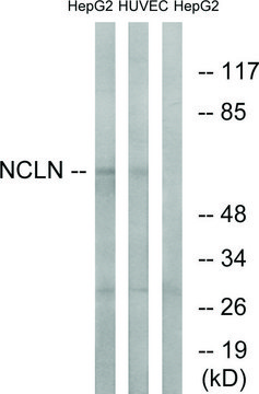 Anti-NCLN antibody produced in rabbit