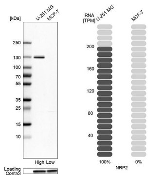 Anti-NRP2 antibody produced in rabbit
