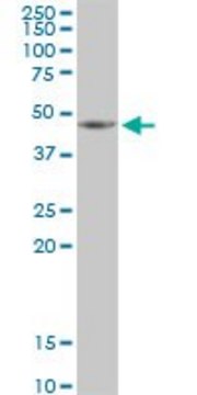 Anti-HSDL2 antibody produced in mouse