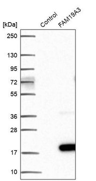 Anti-FAM19A3 antibody produced in rabbit
