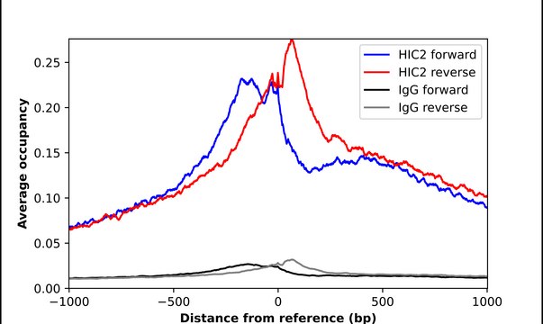 Anti-HIC2 antibody produced in rabbit
