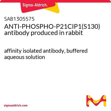 ANTI-PHOSPHO-P21CIP1(S130) antibody produced in rabbit