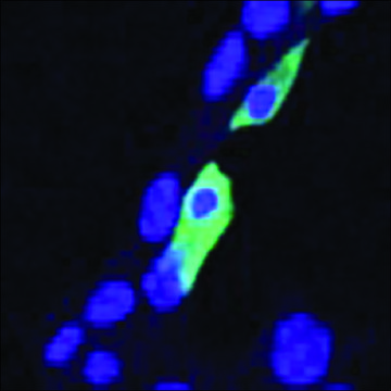 Anti-CLIC4 antibody produced in goat