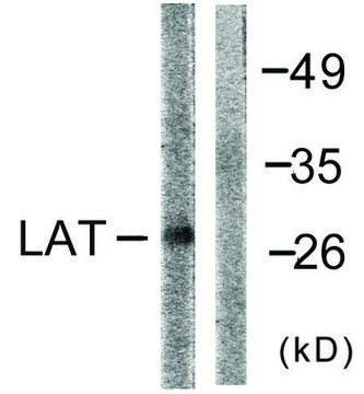 Anti-LAT antibody produced in rabbit