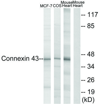Anti-Connexin 43 antibody produced in