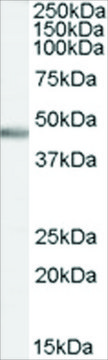 Anti-PTF1A/PFT1-P48 antibody produced in goat