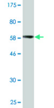 Monoclonal Anti-PARVG antibody produced in