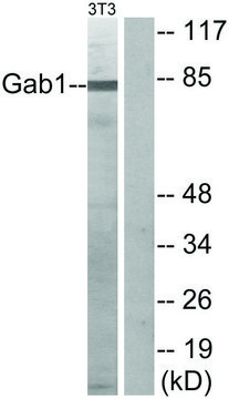 Anti-GAB1 antibody produced in rabbit