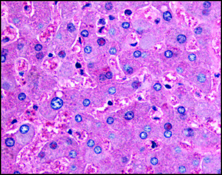 Anti-DPP9 (AB3) antibody produced in
