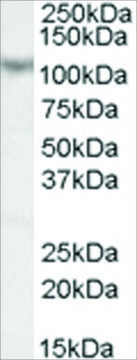 Anti-MAML1/MASTermIND antibody produced in goat