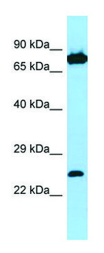 Anti-SNX27 (C-terminal) antibody produced in