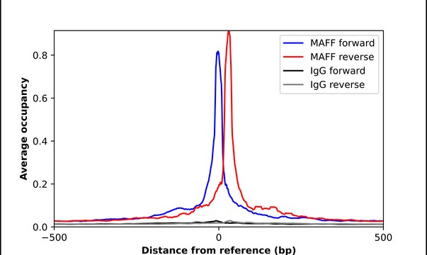 Anti-MAFF antibody produced in rabbit