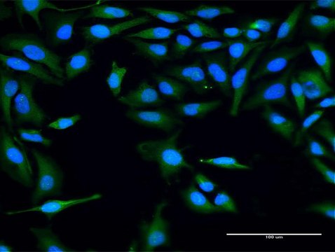 Anti-FLJ22662 antibody produced in rabbit