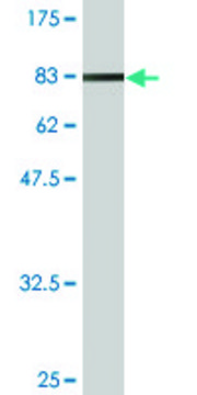 Monoclonal Anti-NXF2 antibody produced in