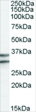 Anti-GPR3 antibody produced in goat