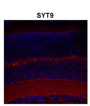 Anti-SYT9 antibody produced in rabbit