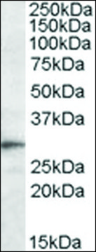 Anti-Trem2 antibody produced in goat