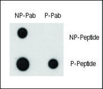 Anti-Phospho-GNA12-S67 antibody produced in rabbit