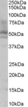 Anti-HNF4A antibody produced in goat